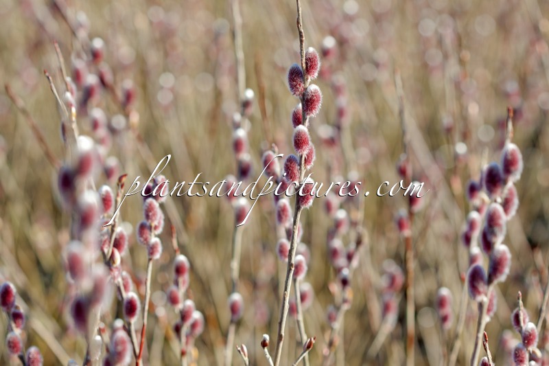 Salix gracilis ‘Mount Aso’