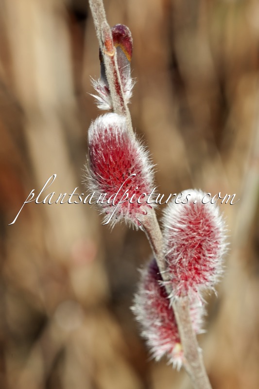 Salix gracilis ‘Mount Aso’
