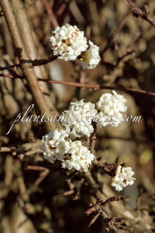 Viburnum farreri ‘Candidissimum’