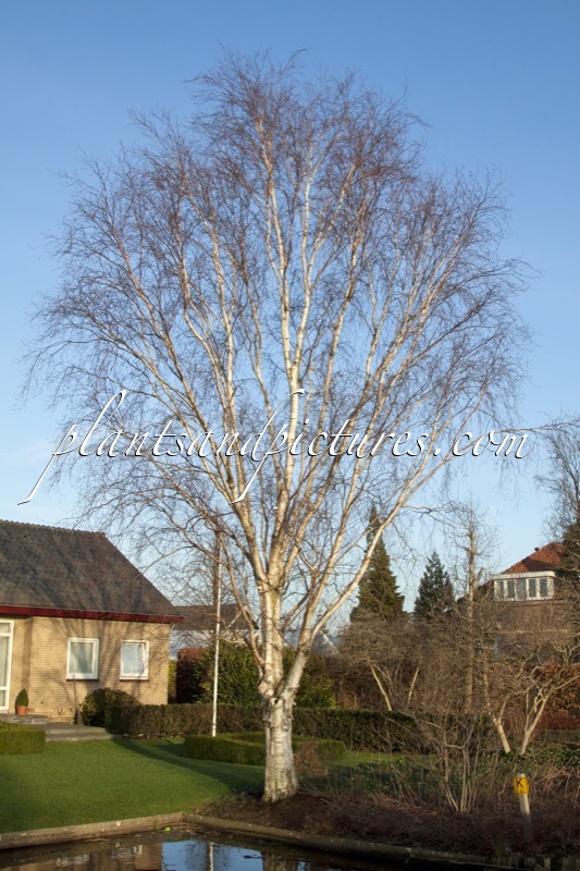 Betula utilis ‘Doorenbos’