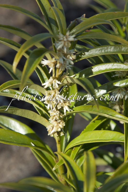 Sarcococca saligna