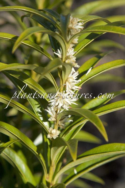 Sarcococca saligna