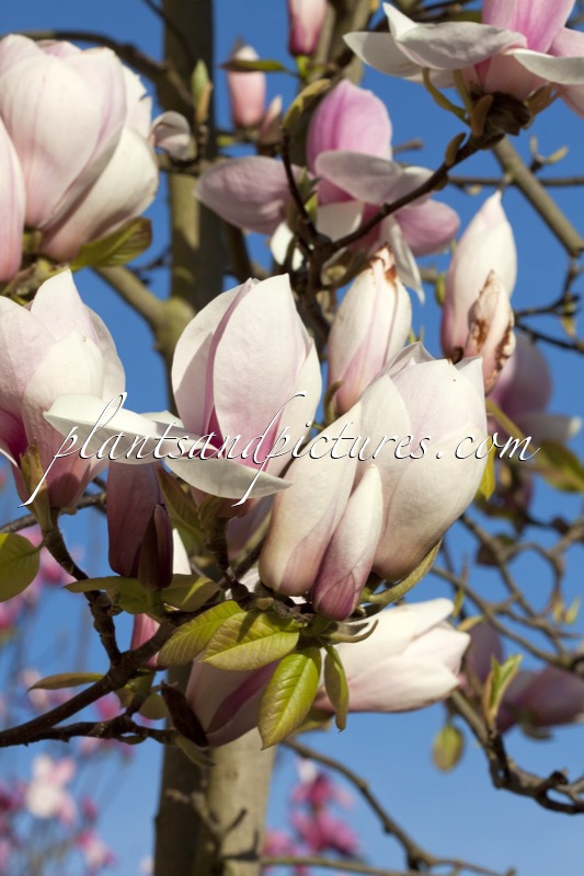Magnolia soulangeana ‘Sundew’