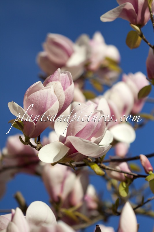 Magnolia soulangeana ‘Sundew’