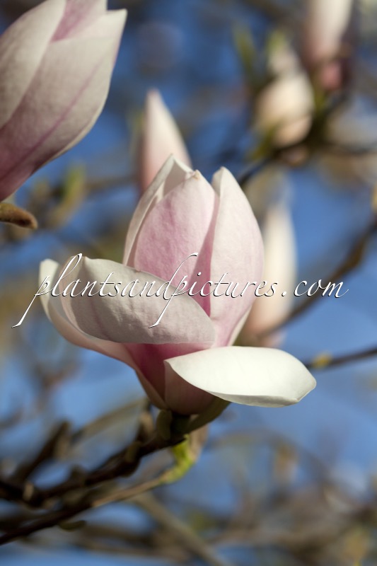 Magnolia soulangeana ‘Sundew’