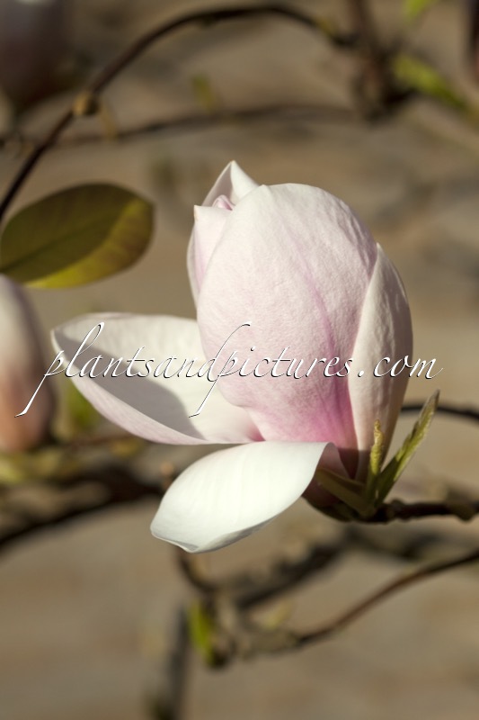 Magnolia soulangeana ‘Sundew’