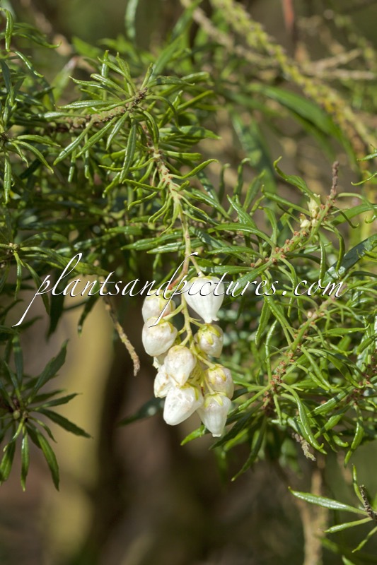 Pieris japonica ‘Pygmaea’