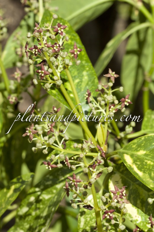 Aucuba japonica ‘Goldstrike’
