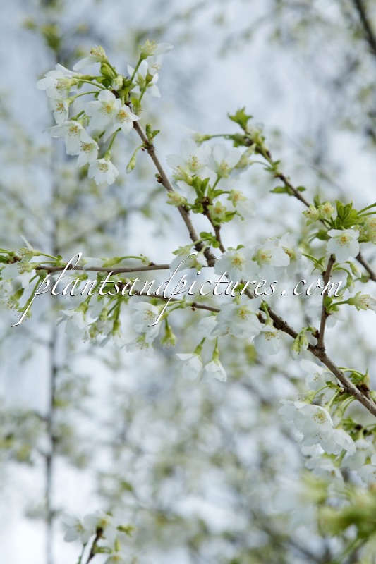 Prunus incisa ‘Yamadei’