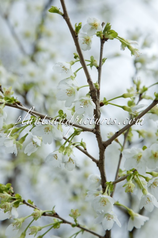 Prunus incisa ‘Yamadei’