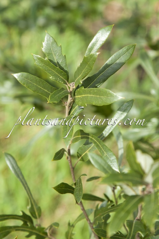 Quercus hispanica ‘Waasland’