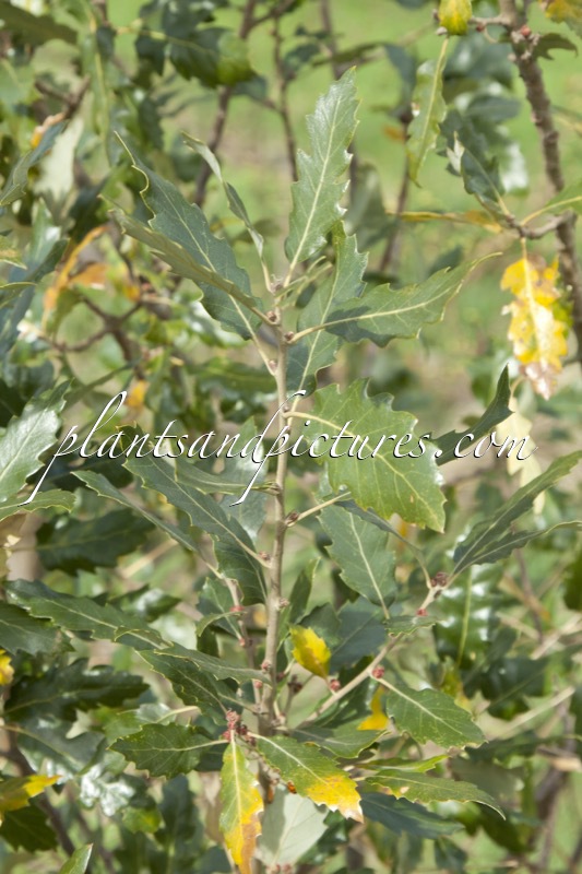 Quercus hispanica ‘Fulhamensis’