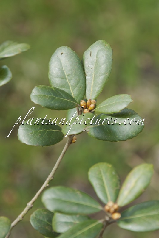 Quercus phyllerioides ‘Emerald Sentinel’