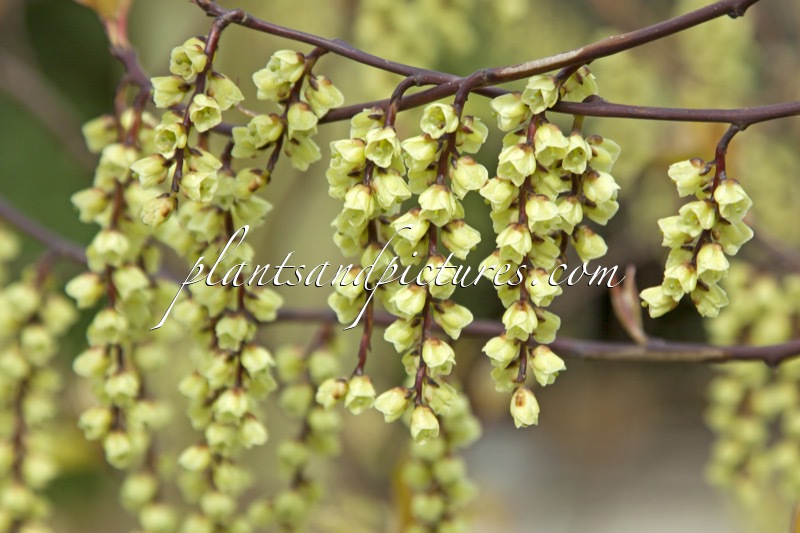 Stachyurus chinensis ‘Wonderful Image’