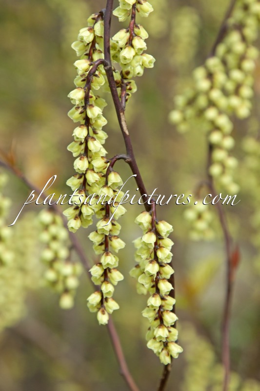 Stachyurus chinensis ‘Wonderful Image’