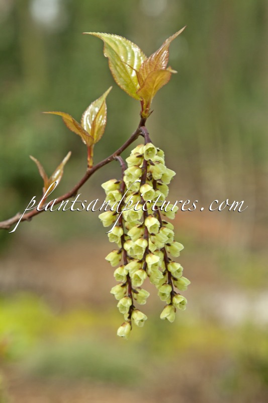 Stachyurus chinensis ‘Wonderful Image’