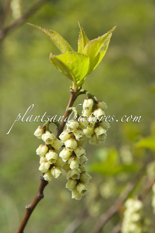 Stachyurus praecox  var. leucotrichus
