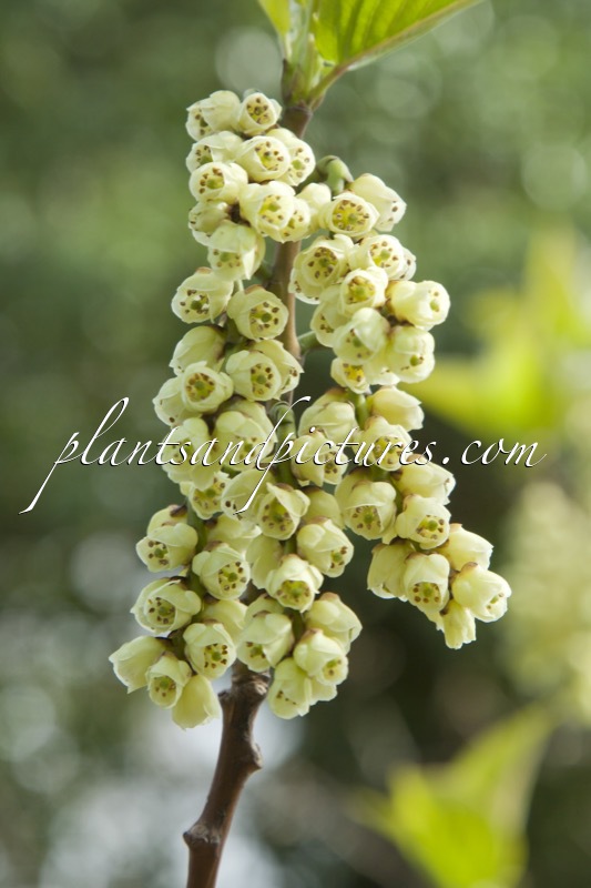 Stachyurus praecox  var. leucotrichus