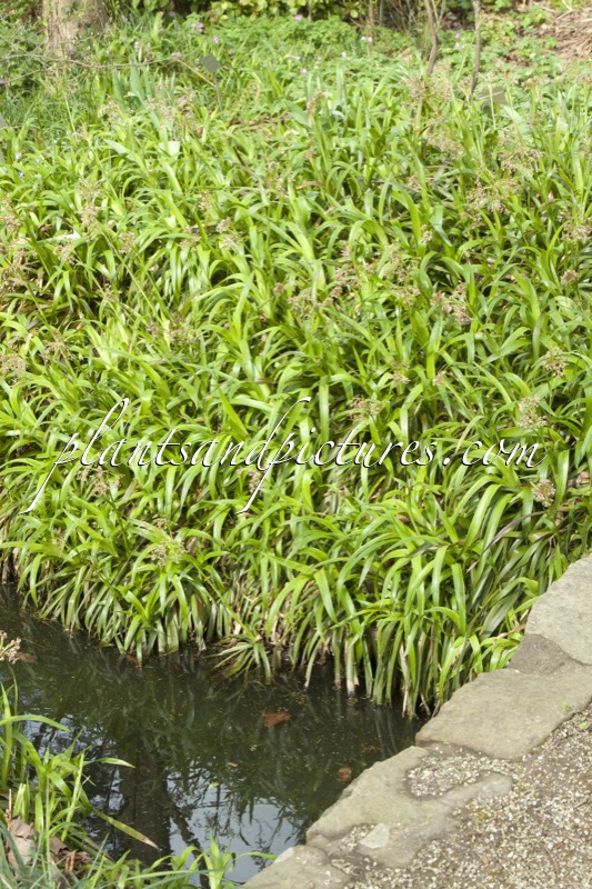 Luzula sylvatica