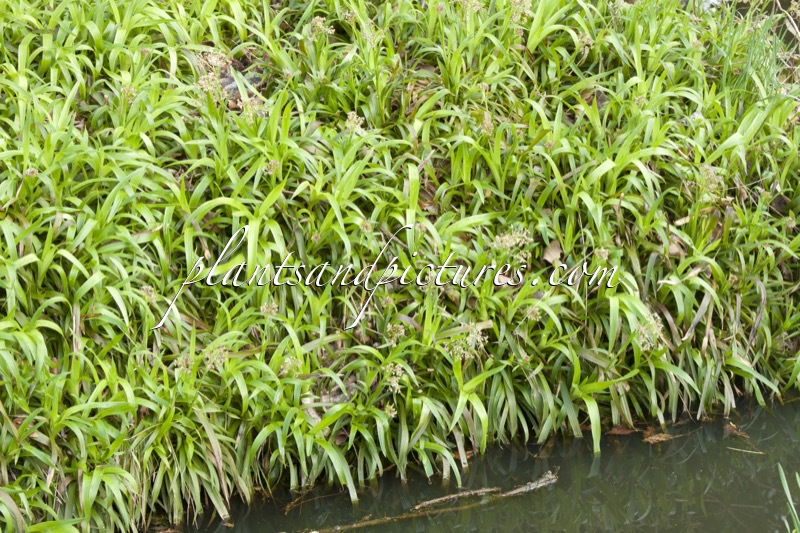 Luzula sylvatica