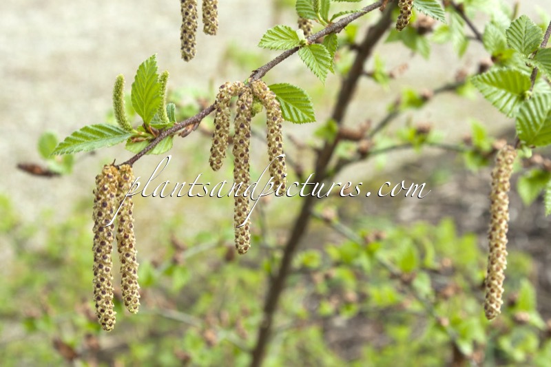 Betula ovalifolia