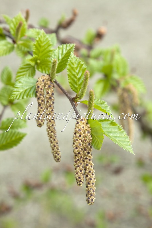 Betula ovalifolia