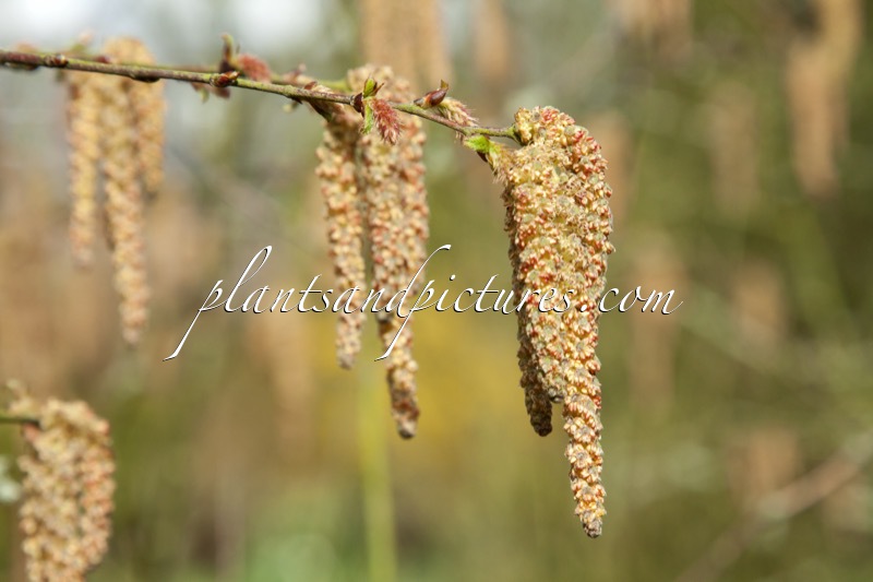Betula potaninii