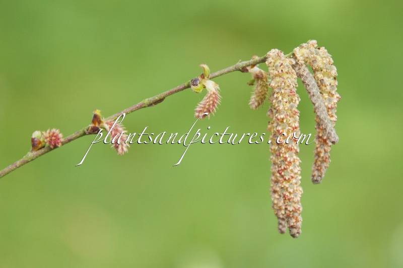 Betula potaninii