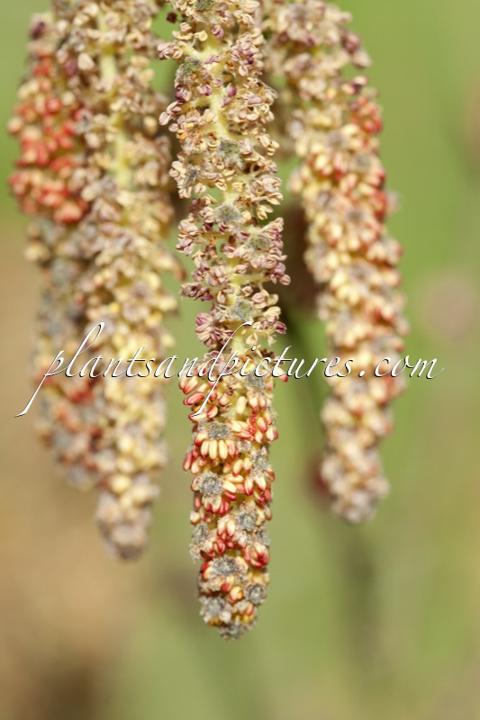 Betula potaninii