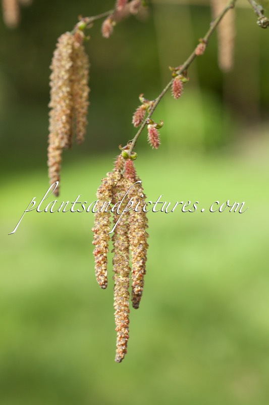 Betula potaninii