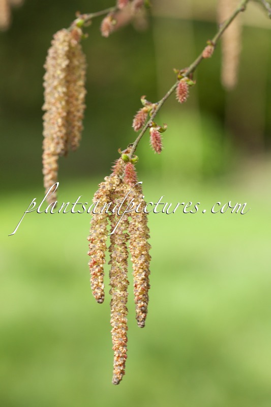 Betula potaninii