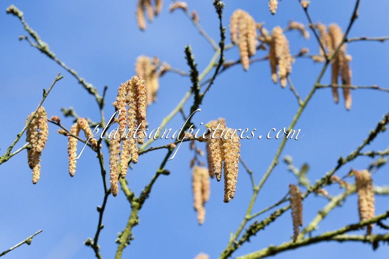 Betula potaninii