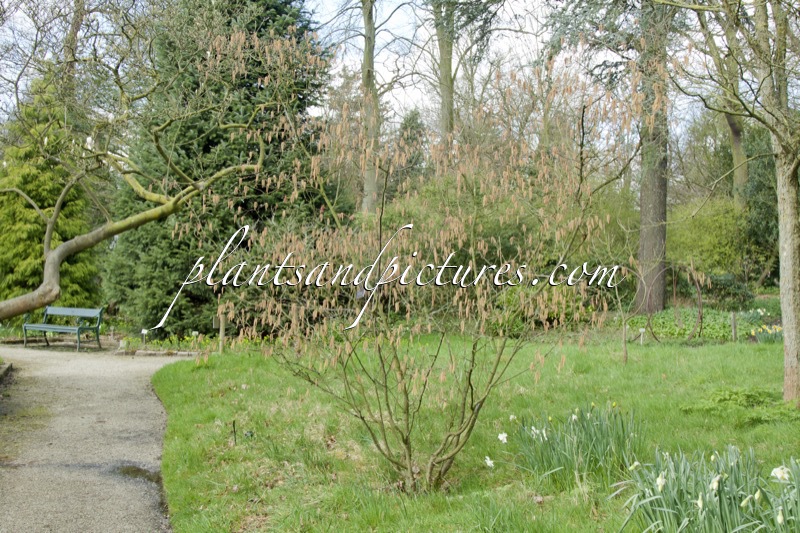 Betula potaninii