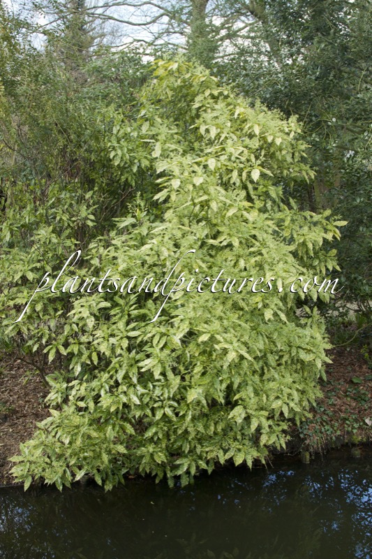 Aucuba japonica ‘Golden King’
