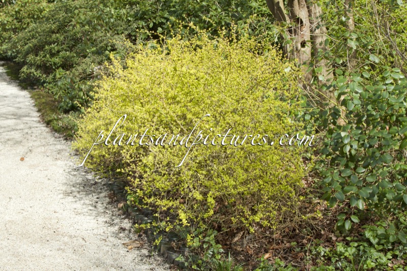 Berberis thunbergii ‘Aurea’