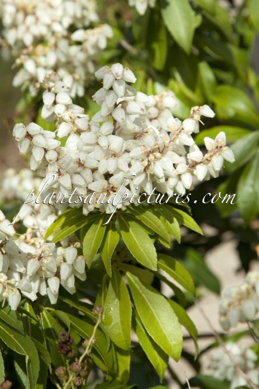 Pieris japonica ‘White Pearl’