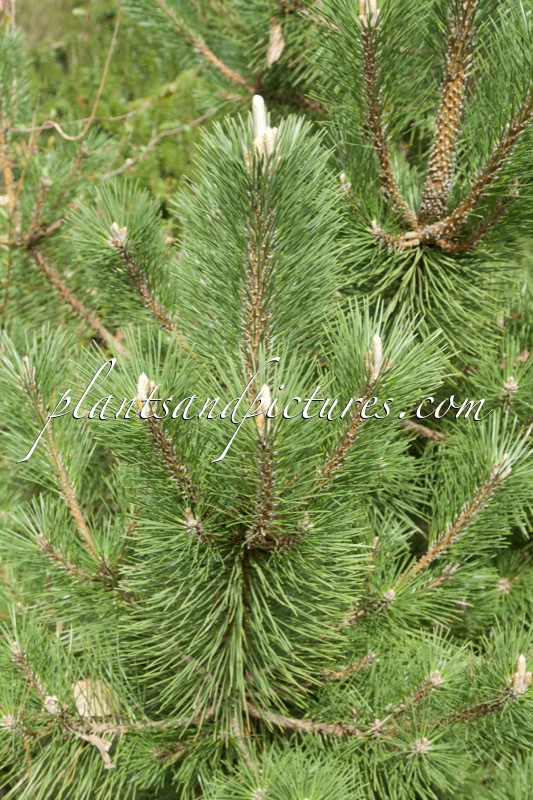 Pinus thunbergii ‘Sayonara’