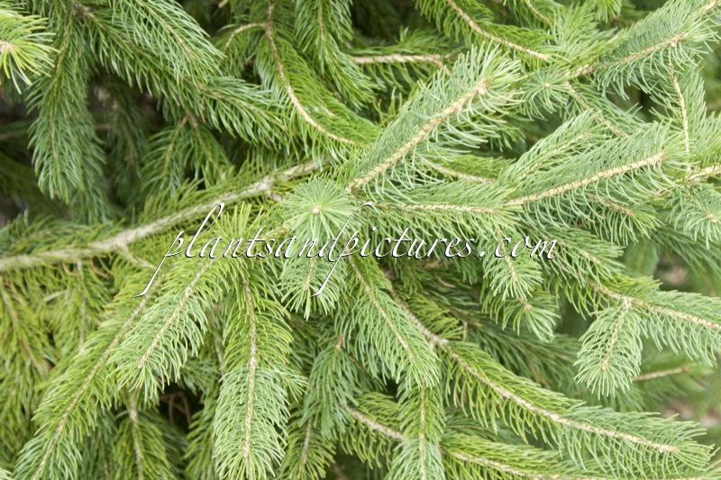 Picea schrenkiana