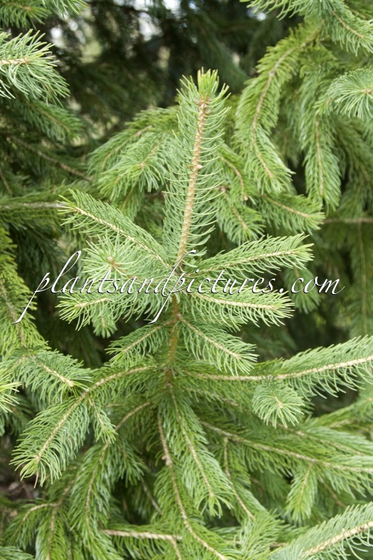 Picea schrenkiana