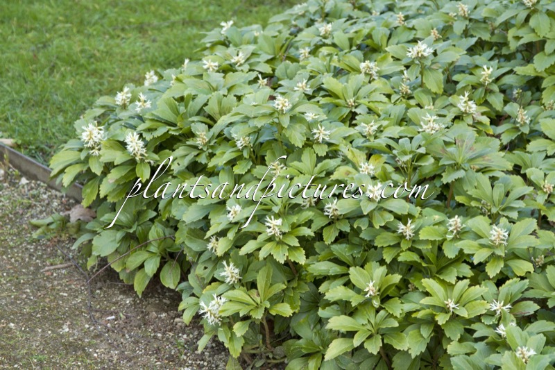 Pachysandra terminalis