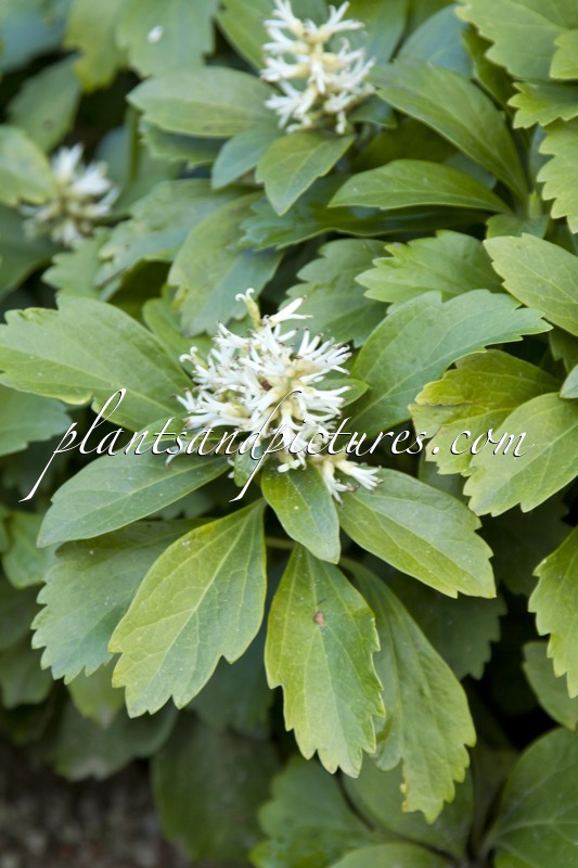Pachysandra terminalis