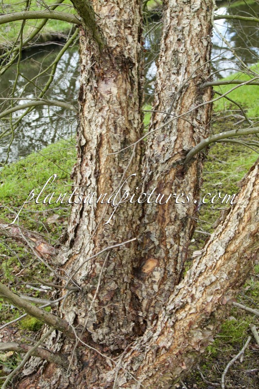 Betula nigra ‘Little King’ (FOX VALLEY)
