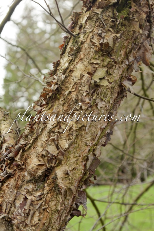 Betula nigra ‘Little King’ (FOX VALLEY)