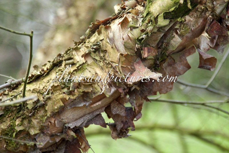 Betula nigra ‘Little King’ (FOX VALLEY)