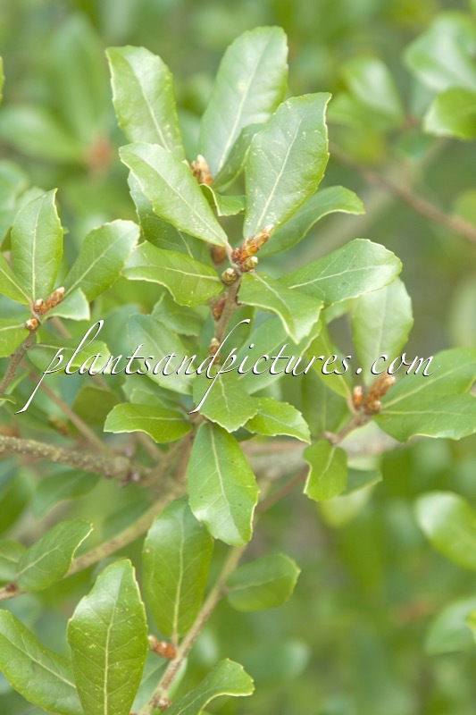 Quercus phyllerioides ‘Crispa’