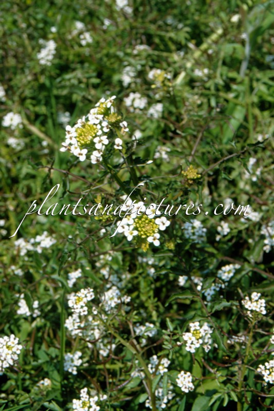 Nasturtium microphyllum