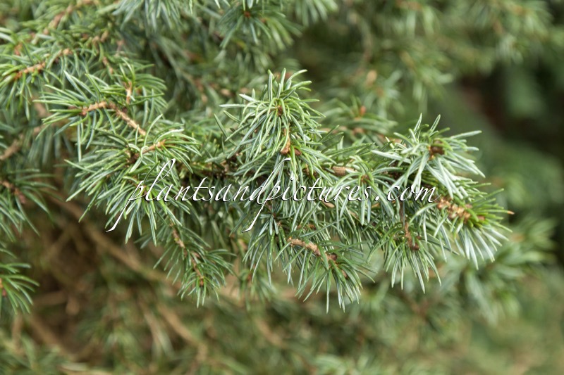 Picea omorika ‘Wodan’
