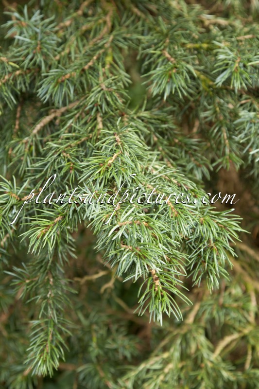 Picea omorika ‘Wodan’