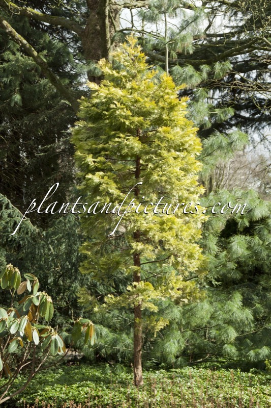 Calocedrus decurrens ‘Berrima Gold’