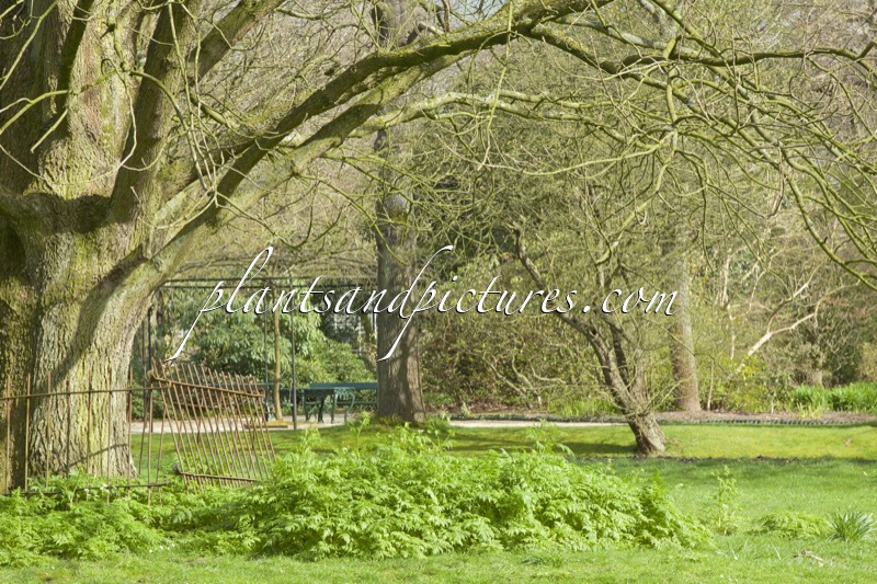 Trompenburg Tuinen & Arboretum